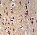 GRPR Antibody - GRPR Antibody IHC of formalin-fixed and paraffin-embedded brain tissue followed by peroxidase-conjugated secondary antibody and DAB staining.