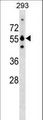 GRWD1 Antibody - GRWD1 Antibody western blot of 293 cell line lysates (35 ug/lane). The GRWD1 Antibody detected the GRWD1 protein (arrow).