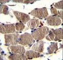 GSAP / PION Antibody - PION Antibody immunohistochemistry of formalin-fixed and paraffin-embedded human skeletal muscle followed by peroxidase-conjugated secondary antibody and DAB staining.