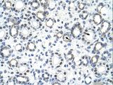 GSCL / GSC2 Antibody - GSC2 / GSCL antibody ARP38599_T100-NP_005306-GSCL (goosecoid-like) Antibody was used in IHC to stain formalin-fixed, paraffin-embedded human kidney.  This image was taken for the unconjugated form of this product. Other forms have not been tested.