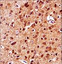GSK3B / GSK3 Beta Antibody - Mouse Gsk3b Antibody immunohistochemistry of formalin-fixed and paraffin-embedded mouse brain tissue followed by peroxidase-conjugated secondary antibody and DAB staining.