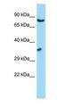 Antibody - GSPT antibody Western Blot of HepG2.  This image was taken for the unconjugated form of this product. Other forms have not been tested.