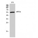 GSPT1 Antibody - Western blot of eRF3a antibody