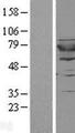 GSPT2 Protein - Western validation with an anti-DDK antibody * L: Control HEK293 lysate R: Over-expression lysate