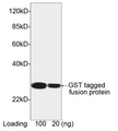 GST / Glutathione S-Transferase Antibody - Western blot of GST-tagged fusion protein using THETM GST Antibody [HRP], mAb, Mouse (THETM GST Antibody [HRP], mAb, Mouse, 0.1 ug/ml) The signal was developed with LumiSensor HRP Substrate Kit. Predicted Size: 26 kD Observed Size: 26 kD This image was taken for the unconjugated form of this product. Other forms have not been tested.