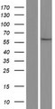 GSTCD Protein - Western validation with an anti-DDK antibody * L: Control HEK293 lysate R: Over-expression lysate