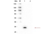 GSTM1 Antibody - Western Blot of Mouse anti-GSTM1 Monoclonal Antibody. Lane 1: rGSTM1 protein. Lane 2: GST. Load: 50 ng per lane. Primary antibody: Mouse anti-GSTM1 Monoclonal Antibody at 1:1,000 overnight at 4°C. Secondary antibody: Peroxidase conjugated Rb-a-Ms IgG at 1:40,000 for 30 min at RT. Block: MB-070 for 30 min at RT. Predicted/Observed size: 27 kDa, 27 kDa for GSTM1.