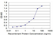 GSTO1 Antibody - Detection limit for recombinant GST tagged GSTO1 is approximately 0.03 ng/ml as a capture antibody.