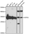 GSTO1 Antibody - Western blot analysis of extracts of various cell lines, using GSTO1 antibody at 1:1000 dilution. The secondary antibody used was an HRP Goat Anti-Rabbit IgG (H+L) at 1:10000 dilution. Lysates were loaded 25ug per lane and 3% nonfat dry milk in TBST was used for blocking. An ECL Kit was used for detection and the exposure time was 90s.