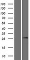GSX1 / GSH1 Protein - Western validation with an anti-DDK antibody * L: Control HEK293 lysate R: Over-expression lysate
