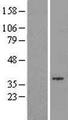 GTDC1 Protein - Western validation with an anti-DDK antibody * L: Control HEK293 lysate R: Over-expression lysate
