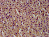GTPBP1 / GP1 Antibody - Immunohistochemistry image at a dilution of 1:500 and staining in paraffin-embedded human adrenal gland tissue performed on a Leica BondTM system. After dewaxing and hydration, antigen retrieval was mediated by high pressure in a citrate buffer (pH 6.0) . Section was blocked with 10% normal goat serum 30min at RT. Then primary antibody (1% BSA) was incubated at 4 °C overnight. The primary is detected by a biotinylated secondary antibody and visualized using an HRP conjugated SP system.