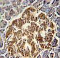 GTPCH1 / GCH1 Antibody - GCH1 Antibody immunohistochemistry of formalin-fixed and paraffin-embedded human pancreas followed by peroxidase-conjugated secondary antibody and DAB staining.