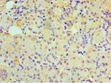 GUCA2B / Uroguanylin Antibody - Immunohistochemistry of paraffin-embedded human pancreas tissue using antibody at 1:100 dilution.