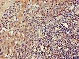 GUCD1 Antibody - Immunohistochemistry of paraffin-embedded human tonsil tissue at dilution of 1:100