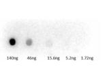 Guinea Pig Serum Antibody - Dot Blot of Rabbit Anti-Guinea Pig Peroxidase Conjugated Antibody. Lane 1: 140ng. Lane 2: 46ng. Lane 3: 15.6ng. Lane 4: 5.2ng. Lane 5: 1.72ng. Secondary Antibody: Rb-a-Guinea Pig HRP at 1µg/mL.