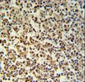 GZMB / Granzyme B Antibody - GZMB Antibody IHC of formalin-fixed and paraffin-embedded human Lymph tissue followed by peroxidase-conjugated secondary antibody and DAB staining.