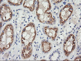 GZMB / Granzyme B Antibody - IHC of paraffin-embedded Human Kidney tissue using anti-GZMB mouse monoclonal antibody. (Heat-induced epitope retrieval by 10mM citric buffer, pH6.0, 120°C for 3min).