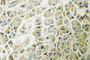 GZMH / Granzyme H Antibody - IHC of Granzyme H (G75) pAb in paraffin-embedded human pancreas tissue.