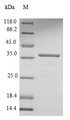 H. pylori cagA Protein - (Tris-Glycine gel) Discontinuous SDS-PAGE (reduced) with 5% enrichment gel and 15% separation gel.