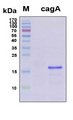 H. pylori CagA Protein - SDS-PAGE under reducing conditions and visualized by Coomassie blue staining