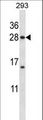 H1FX Antibody - H1FX Antibody western blot of 293 cell line lysates (35 ug/lane). The H1FX antibody detected the H1FX protein (arrow).