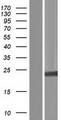 H1FX Protein - Western validation with an anti-DDK antibody * L: Control HEK293 lysate R: Over-expression lysate