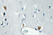 H2AFX / H2AX Antibody - IHC of p-Histone H2A.X (S139) pAb in paraffin-embedded human brain tissue.