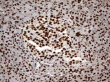 H2AFY2 Antibody - IHC of paraffin-embedded Human pancreas tissue using anti-H2AFY2 mouse monoclonal antibody. (Heat-induced epitope retrieval by 10mM citric buffer, pH6.0, 120°C for 3min).