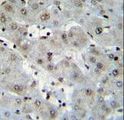 H2AFZ / H2A.z Antibody - H2AFZ Antibody immunohistochemistry of formalin-fixed and paraffin-embedded human liver tissue followed by peroxidase-conjugated secondary antibody and DAB staining.