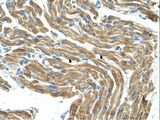 HAL / Histidine Ammonium Lyase Antibody - Immunohistochemistry with Fetal liver cell lysate tissue at an antibody concentration of 1.25 ug/ml using anti-HAL antibody.  This image was taken for the unconjugated form of this product. Other forms have not been tested.