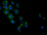 HAO1 Antibody - Anti-HAO1 mouse monoclonal antibody  immunofluorescent staining of COS7 cells transiently transfected by pCMV6-ENTRY HAO1.