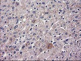 HAO1 Antibody - IHC of paraffin-embedded Human liver tissue using anti-HAO1 mouse monoclonal antibody.