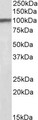 HAP1 Antibody - Goat Anti-Hap1 (mouse) Antibody (0.1µg/ml) staining of Mouse Brain lysate (35µg protein in RIPA buffer). Primary incubation was 1 hour. Detected by chemiluminescencence.