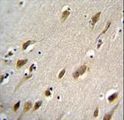HARBI1 Antibody - HARB1 Antibody immunohistochemistry of formalin-fixed and paraffin-embedded human brain tissue followed by peroxidase-conjugated secondary antibody and DAB staining.
