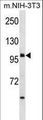 Harmonin / USH1C Antibody - USH1C Antibody western blot of mouse NIH-3T3 cell line lysates (35 ug/lane). The USH1C antibody detected the USH1C protein (arrow).