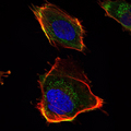 HAS1 / HAS Antibody - Immunofluorescence of U251 cells using HAS1 monoclonal antibody (green). Red: Actin filaments have been labeled with DY-554 phalloidin. Blue: DRAQ5 fluorescent DNA dye.