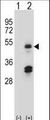 HAT1 Antibody - Western blot of HAT1 (arrow) using rabbit polyclonal HAT1 Antibody. 293 cell lysates (2 ug/lane) either nontransfected (Lane 1) or transiently transfected (Lane 2) with the HAT1 gene.