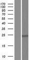 HAUS2 Protein - Western validation with an anti-DDK antibody * L: Control HEK293 lysate R: Over-expression lysate