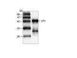 HAV VP1 Antibody - Western blot with  recombinant HAV VP1 protein 