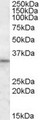 HAX-1 Antibody - Antibody (1 ug/ml) staining of Human Testis lysate (35 ug protein in RIPA buffer). Primary incubation was 1 hour. Detected by chemiluminescence