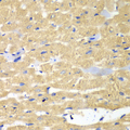 HAX-1 Antibody - Immunohistochemistry of paraffin-embedded mouse heart.