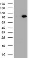 HBS1L Antibody - HEK293T cells were transfected with the pCMV6-ENTRY control (Left lane) or pCMV6-ENTRY HBS1L (Right lane) cDNA for 48 hrs and lysed. Equivalent amounts of cell lysates (5 ug per lane) were separated by SDS-PAGE and immunoblotted with anti-HBS1L.