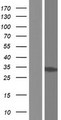 HC71 / GLOD4 Protein - Western validation with an anti-DDK antibody * L: Control HEK293 lysate R: Over-expression lysate