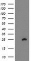 HCA557B / METTL21A Antibody - HEK293T cells were transfected with the pCMV6-ENTRY control (Left lane) or pCMV6-ENTRY FAM119A (Right lane) cDNA for 48 hrs and lysed. Equivalent amounts of cell lysates (5 ug per lane) were separated by SDS-PAGE and immunoblotted with anti-FAM119A.
