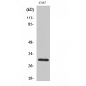 HCCS Antibody - Western blot of HCCS antibody