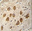 HCFC1R1 / HPIP Antibody - HCFC1R1 Antibody immunohistochemistry of formalin-fixed and paraffin-embedded human brain tissue followed by peroxidase-conjugated secondary antibody and DAB staining.