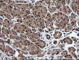HCFC2 Antibody - IHC of paraffin-embedded Human pancreas tissue using anti-HCFC2 mouse monoclonal antibody.
