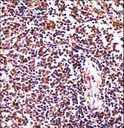 HCLS1 Antibody - HCLS1 Antibody immunohistochemistry of formalin-fixed and paraffin-embedded human spleen tissue followed by peroxidase-conjugated secondary antibody and DAB staining.