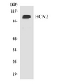 HCN2 Antibody - Western blot analysis of the lysates from HT-29 cells using HCN2 antibody.